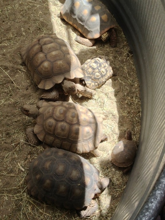 Tortoises