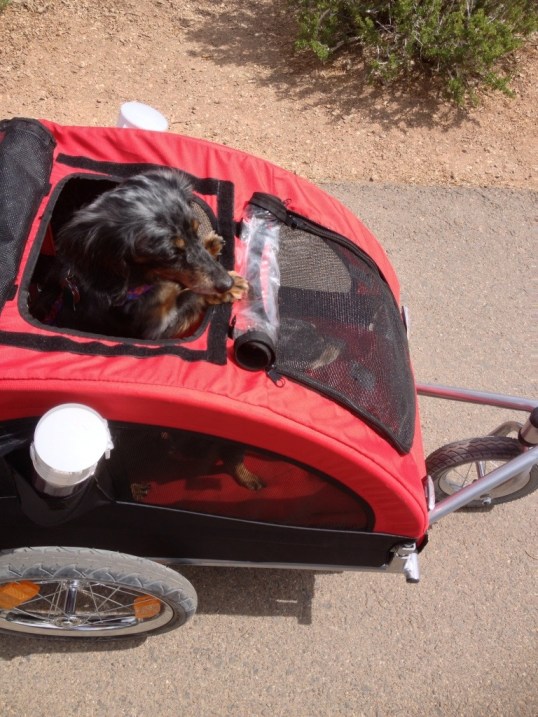 Juliet enjoying the view from the stroller