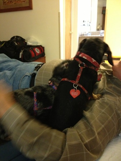 When Dachshunds attack