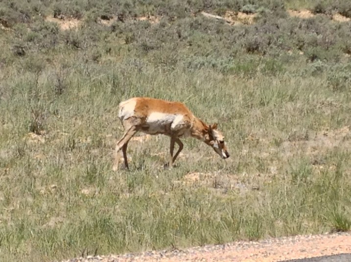 Pronghorn Antelope on the roadside