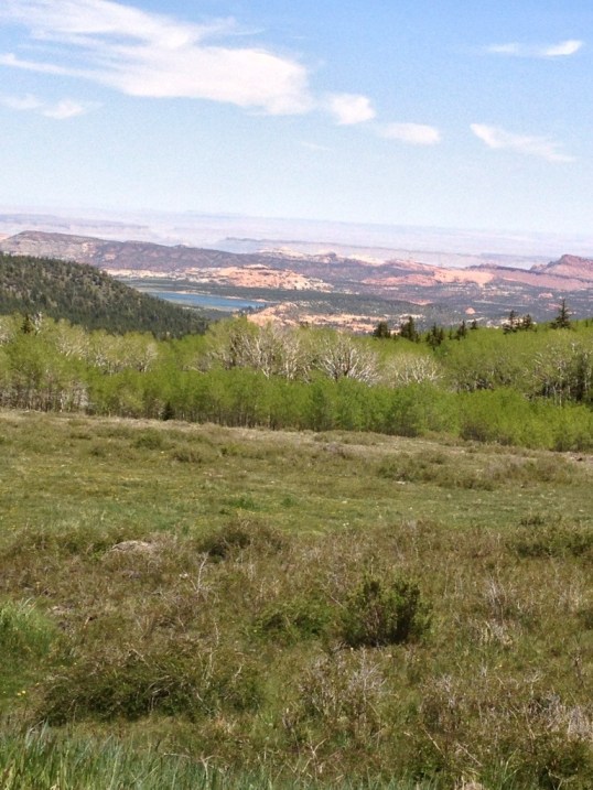 Aspens in Dixie National Forest