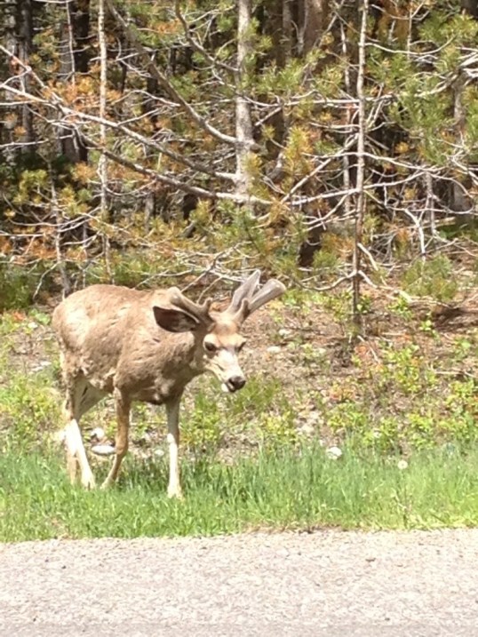 Hello little mule deer Hello little mule deer