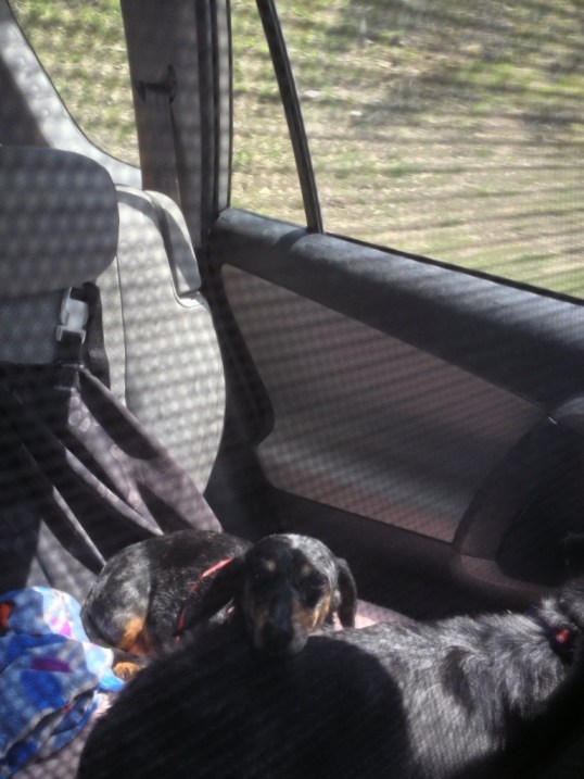 All this sightseeing and sniffing make the dogs sleepy All this sightseeing and sniffing make the dogs sleepy