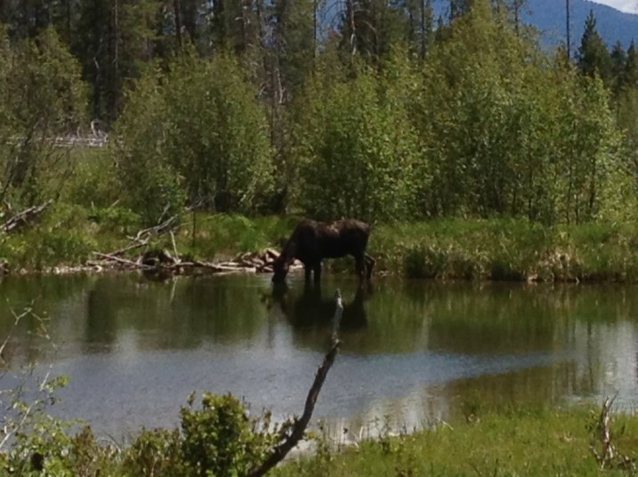 Mr. Moose unconcerned by the paparazzi Mr. Moose unconcerned by the paparazzi