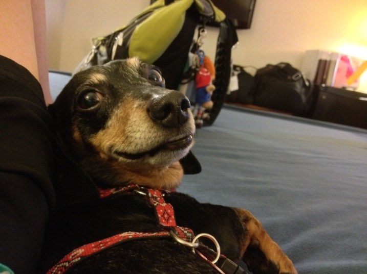 Ahhh...a soft pillow that isn't moving! Ahhh...a soft pillow that isn't moving!