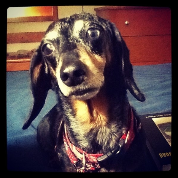 I have to co-exist with a big dog? I am morose!