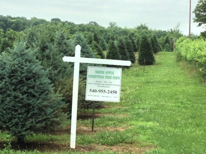 Arriving at Moose Apple Christmas Tree Farm