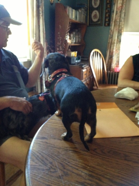 Dogs are allowed on the kitchen table here!
