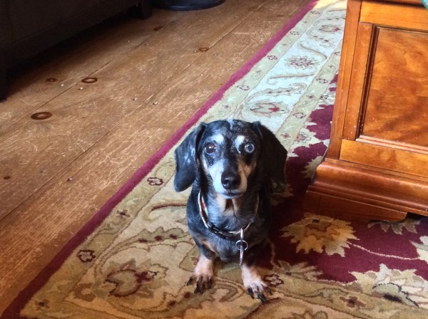 Jasmine the Dachshund